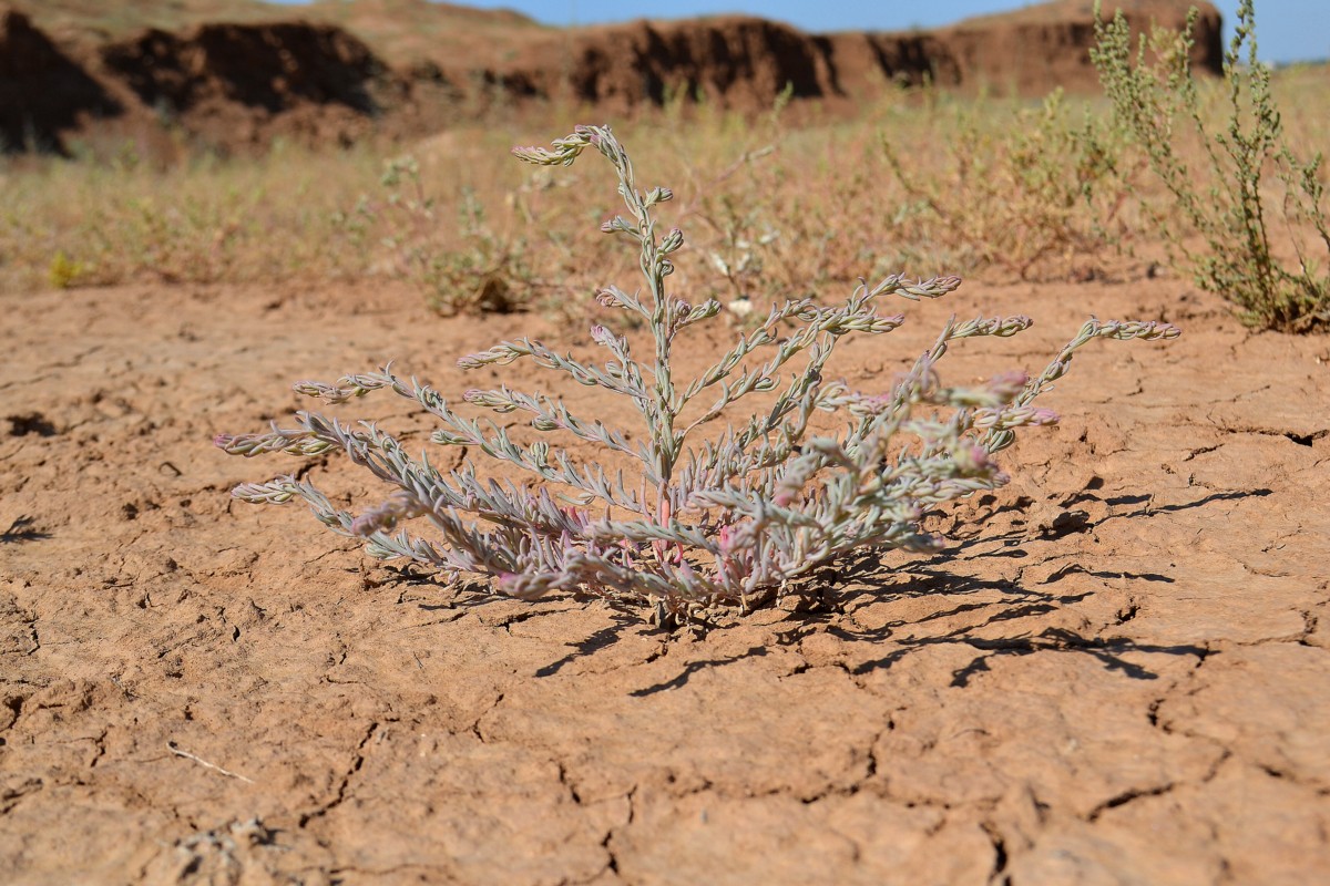 Image of genus Suaeda specimen.