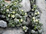 Taphrospermum altaicum