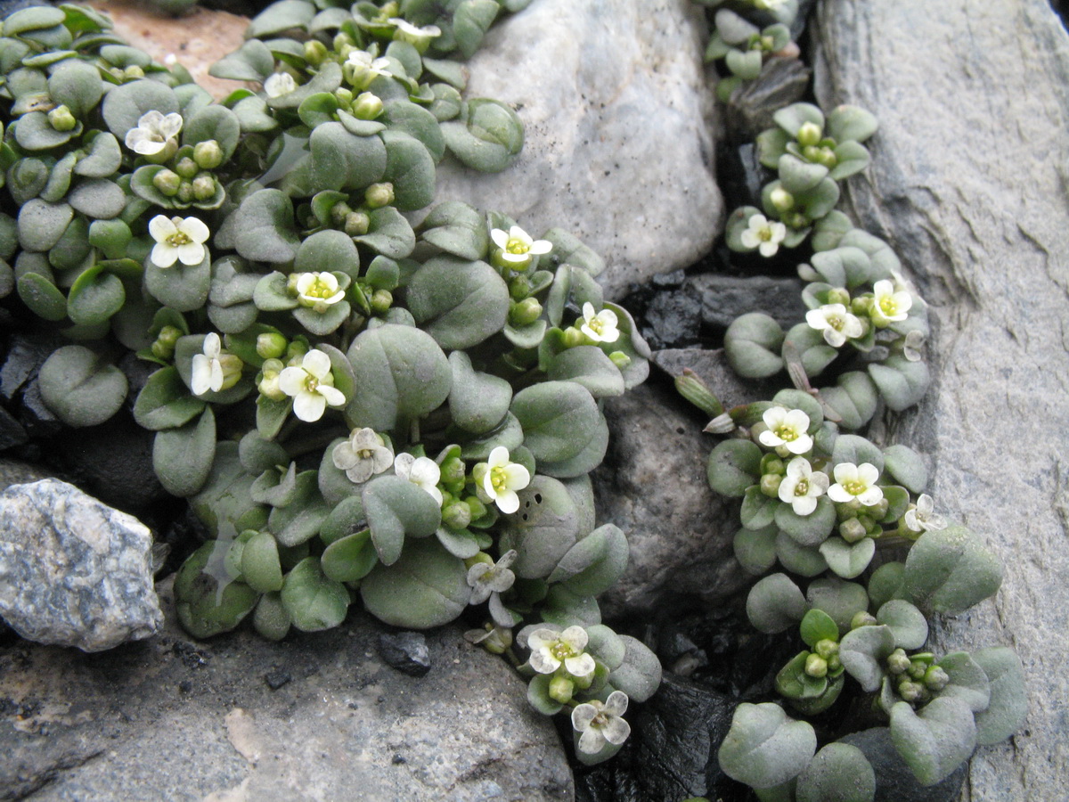 Изображение особи Taphrospermum altaicum.