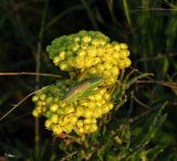 Helichrysum maracandicum