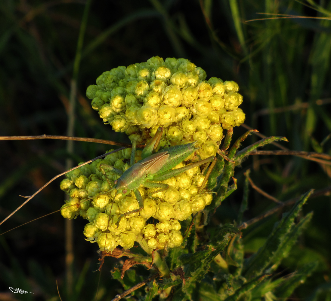 Image of Helichrysum maracandicum specimen.