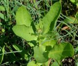 Sphaeranthus strobilifer. Верхушка побега с формирующимся соцветием. Астраханская обл., Володарский р-н, окр. с. Ямное, ООПТ \"Бугор Змеиный\", пойменный луг после спада половодья. 25.06.2016.