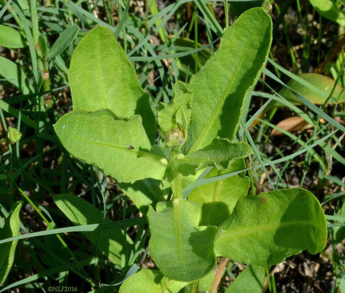 Изображение особи Sphaeranthus strobilifer.