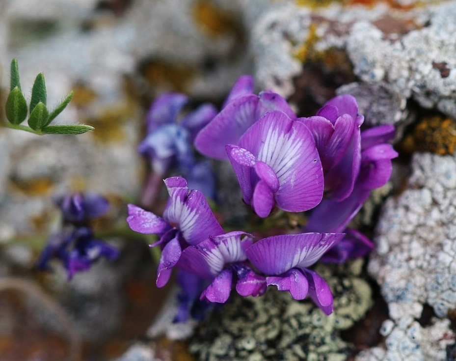 Изображение особи Oxytropis albana.