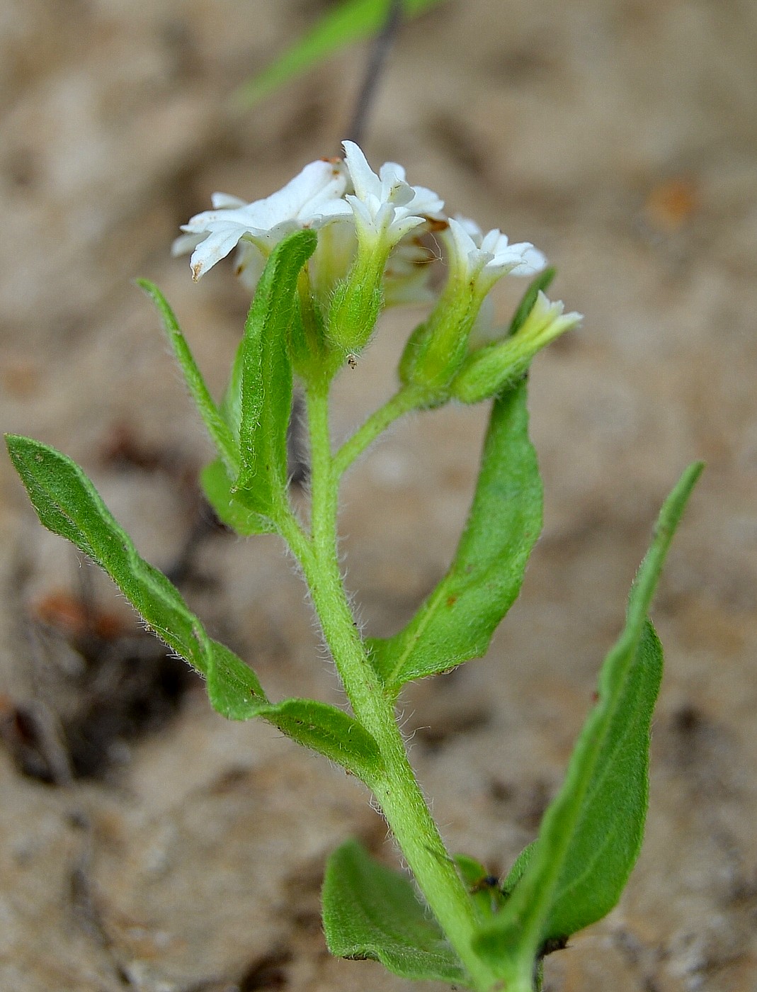 Изображение особи Argusia sibirica.