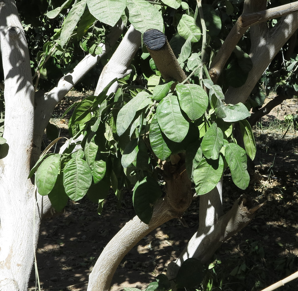 Image of Citrus maxima specimen.