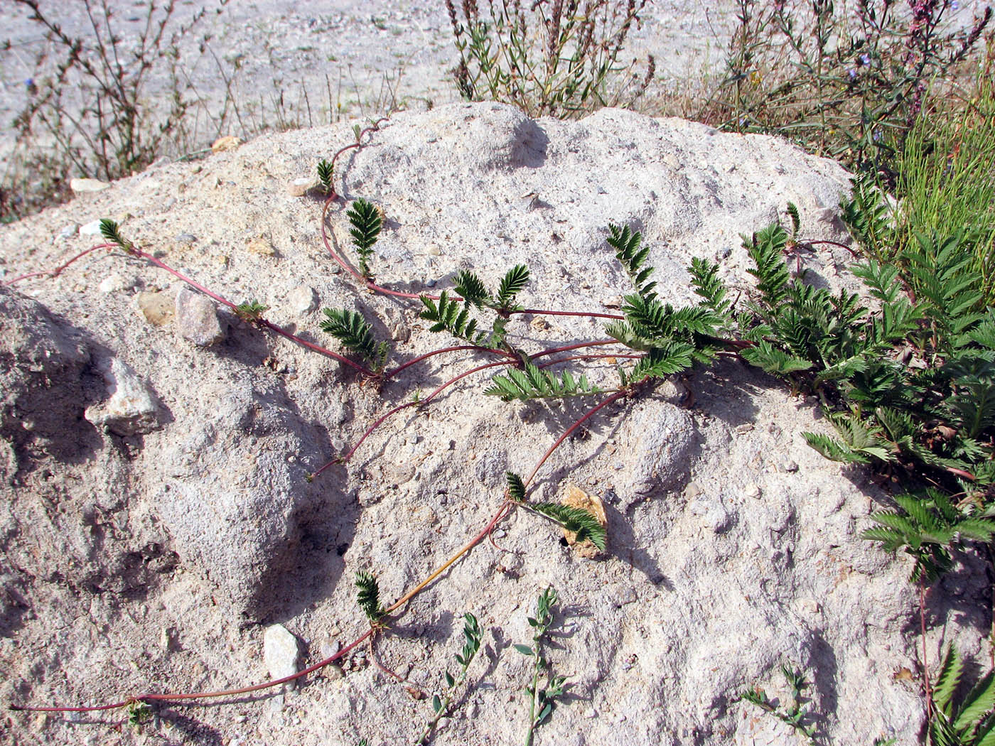 Image of Potentilla anserina specimen.