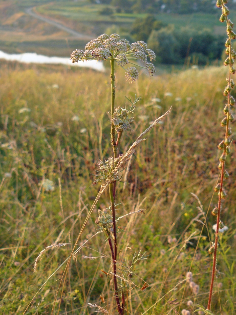 Image of Seseli annuum specimen.