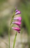 Gladiolus tenuis