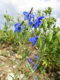 Delphinium grandiflorum