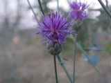 Centaurea apiculata