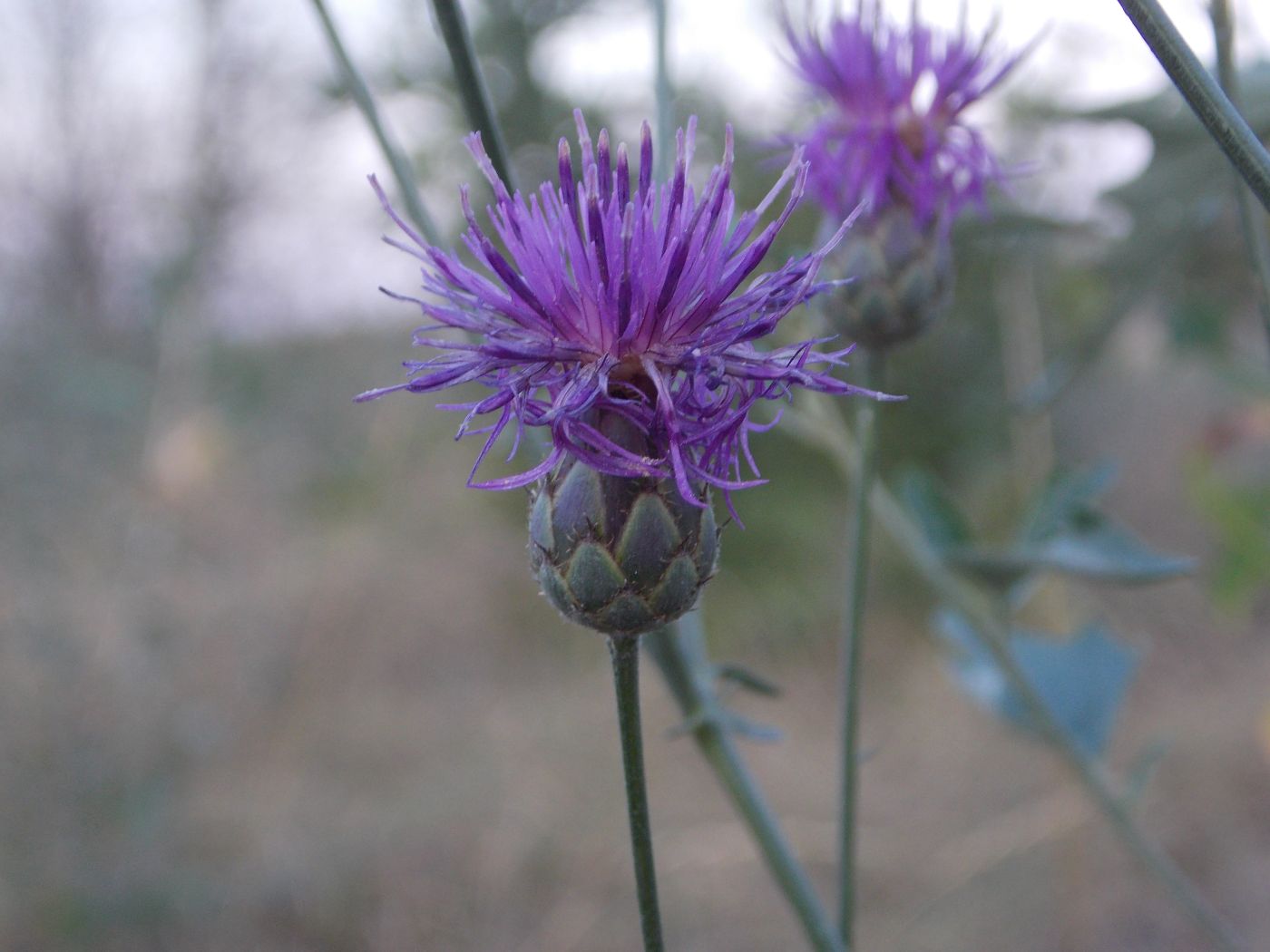 Изображение особи Centaurea apiculata.