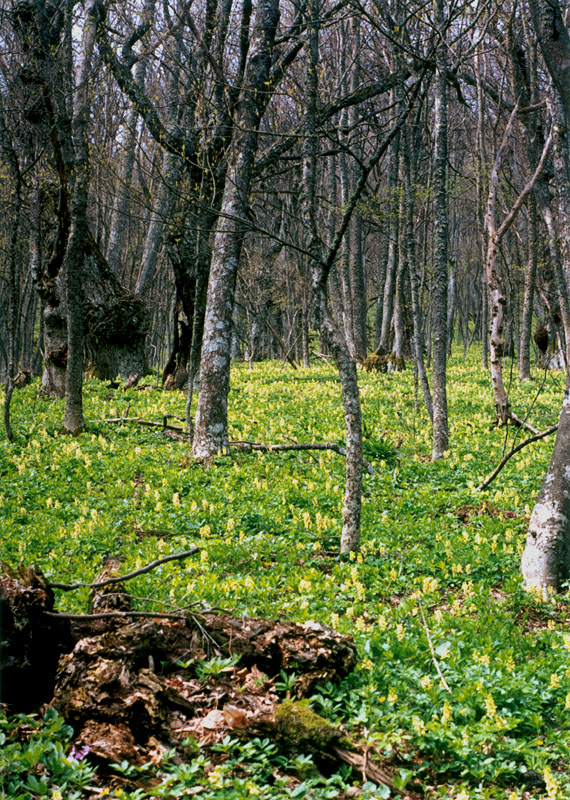 Image of Corydalis marschalliana specimen.