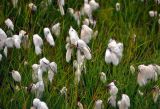 Eriophorum angustifolium. Верхушки побегов с соплодиями. Исландия, национальный парк Ландманналаугар, заболоченный берег ручья. 02.08.2016.