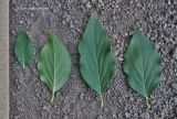 Syringa pubescens ssp. patula