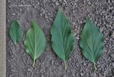 Syringa pubescens ssp. patula