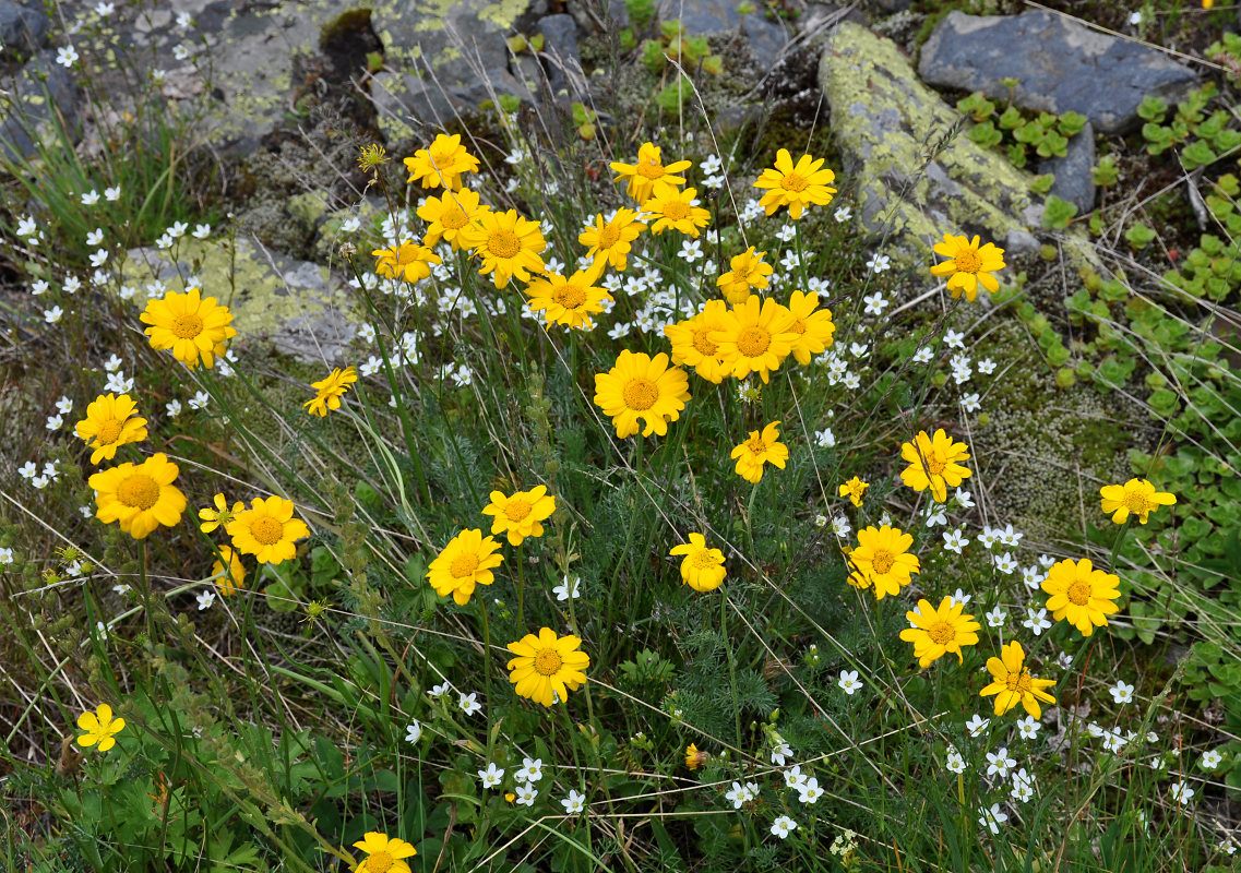 Изображение особи Anthemis sosnovskyana.