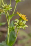 Silphium perfoliatum. Верхушка побега с отцветшими и отцветающим соцветиями. Ростов-на-Дону, ботанический сад. 23.10.2016.