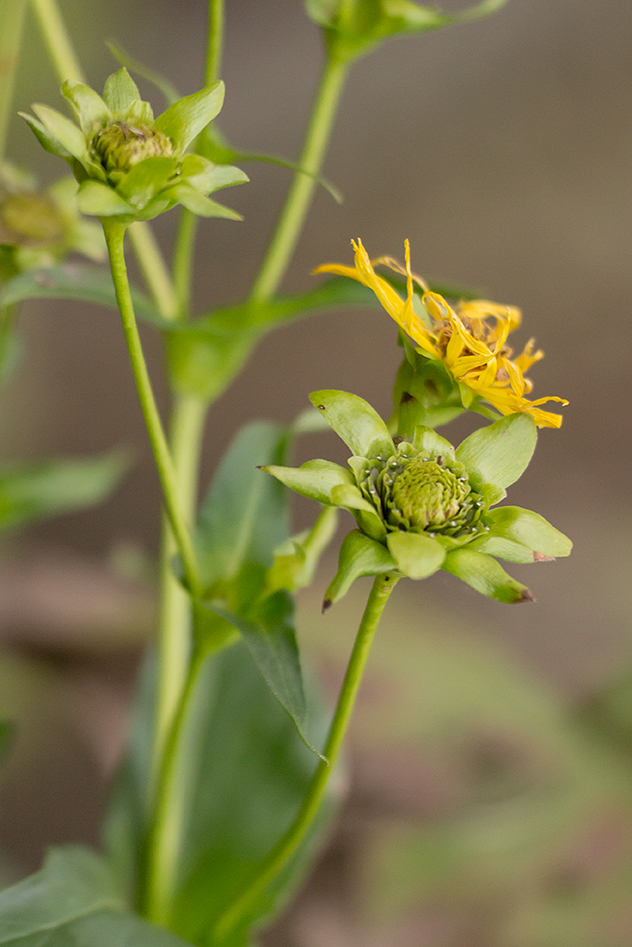 Изображение особи Silphium perfoliatum.