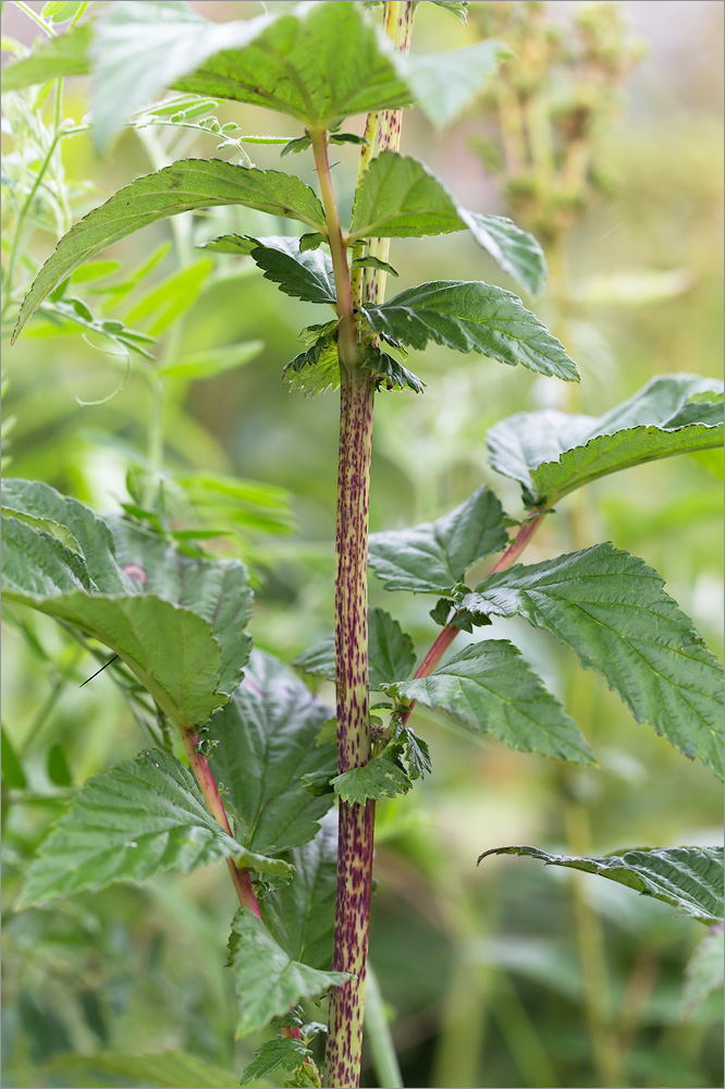 Image of Filipendula ulmaria specimen.