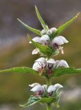 Stachyopsis lamiiflora. Верхушка цветущего растения. Казахстан, Алматинская обл., Заилийский Алатау, ущ. Левого Талгара, лев. берег р. Туристов, 3150 м н.у.м. 02.09.2016.