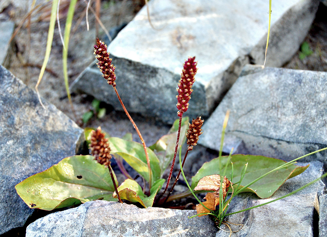 Image of Plantago uliginosa specimen.