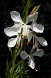 Gaura lindheimeri. Цветки. Крым, окр. Ялты, Никитский бот. сад. 07.06.2016.