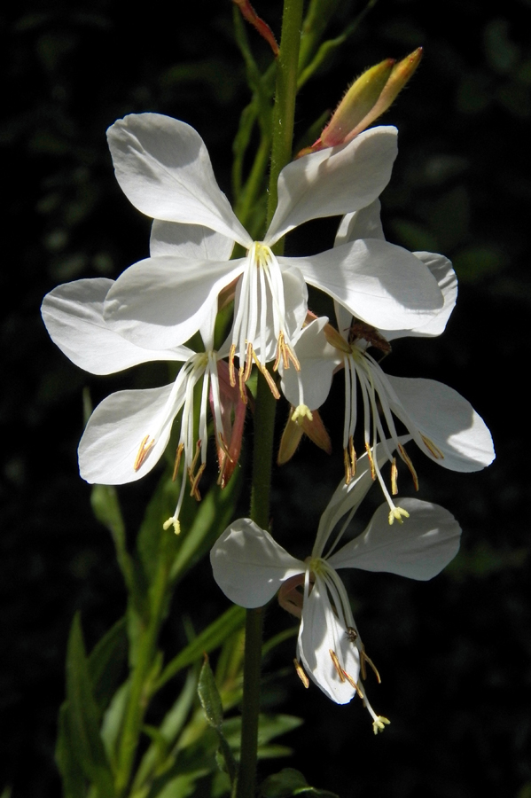 Image of Gaura lindheimeri specimen.