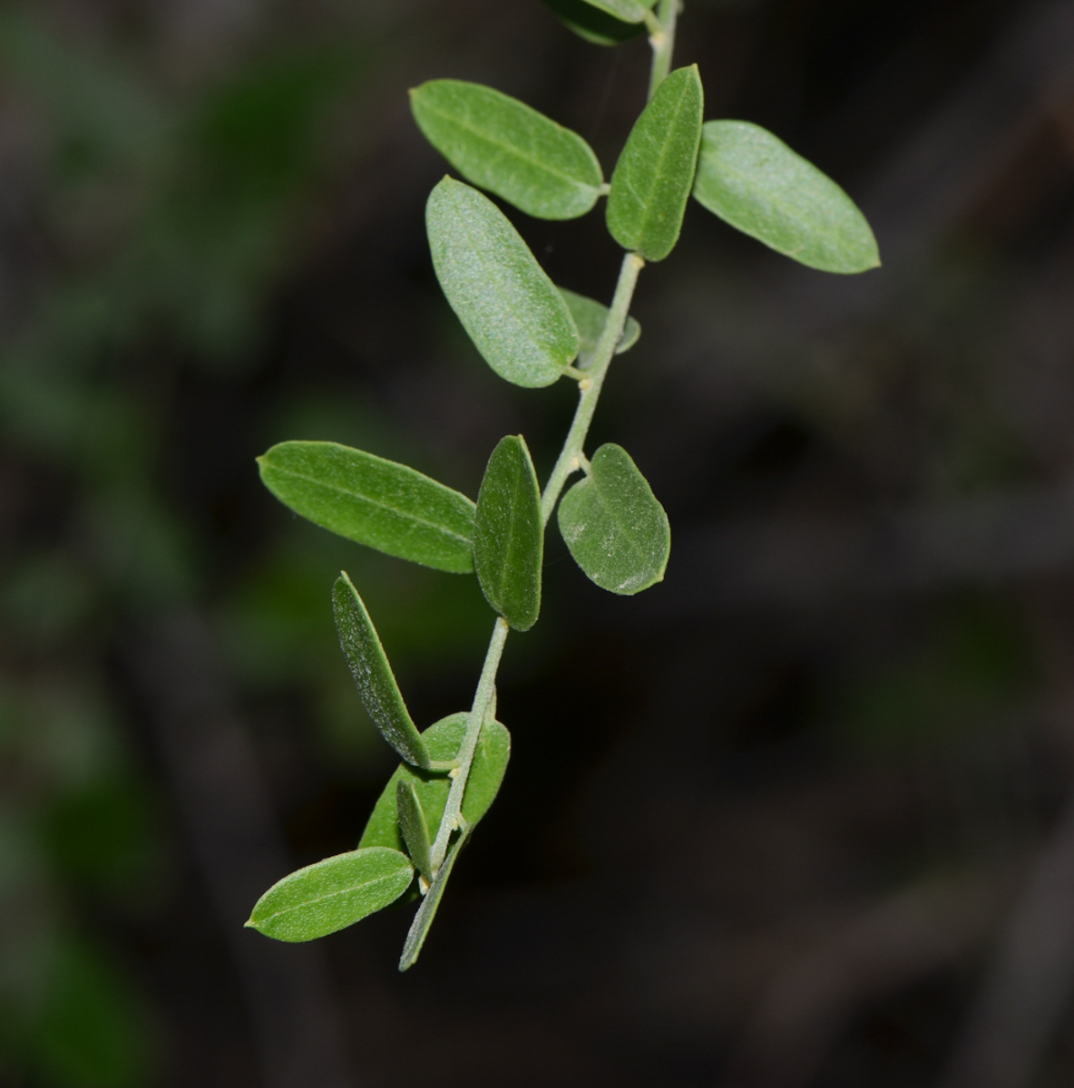 Image of Cocculus pendulus specimen.