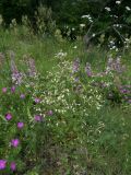 Silene italica