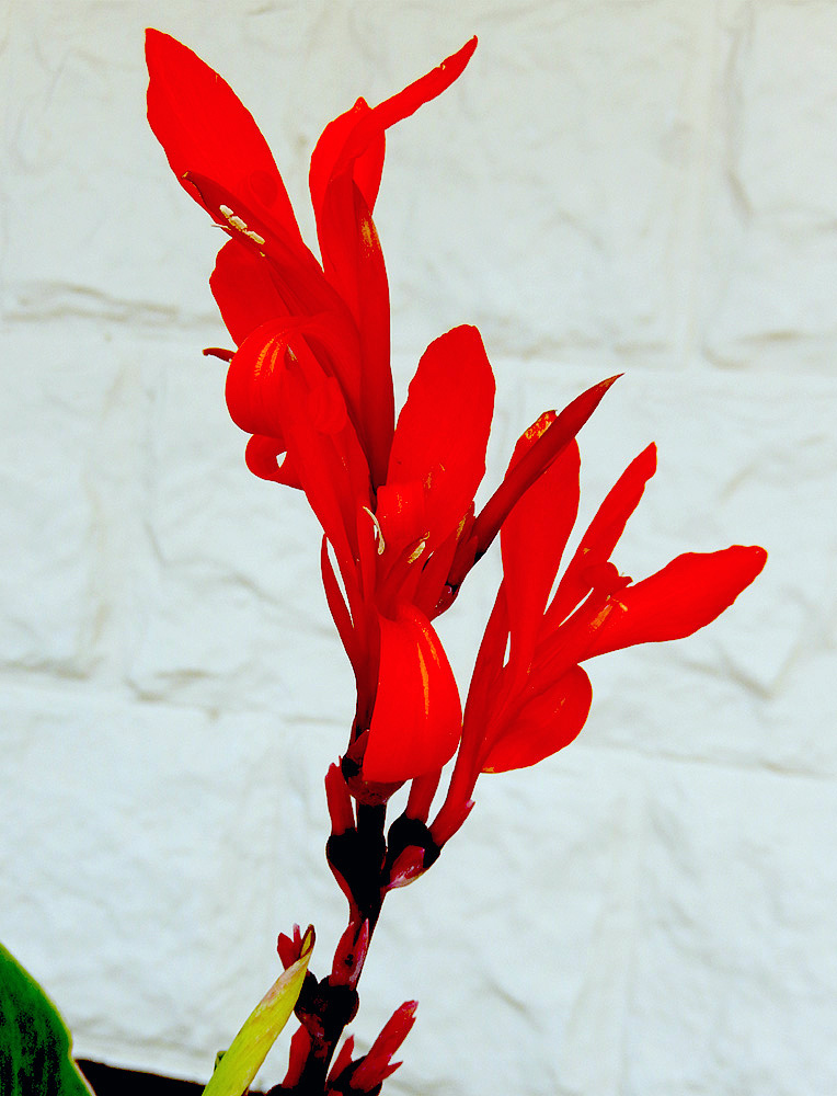 Image of Canna indica specimen.