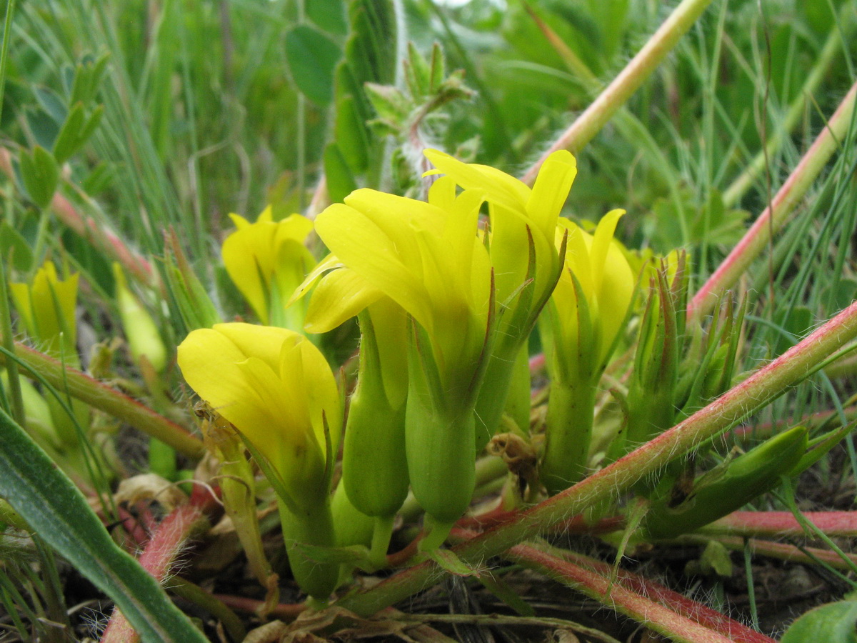 Изображение особи Astragalus schanginianus.