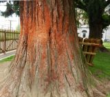 Sequoiadendron giganteum