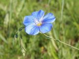 Linum perenne