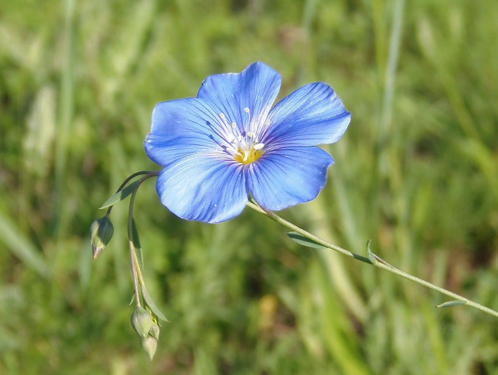 Изображение особи Linum perenne.