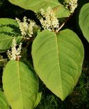 Reynoutria sachalinensis. Соцветия и листья. Восточный Казахстан, г. Усть-Каменогорск, Архитектурно-ландшафтный музей-заповедник, в культуре. 04.09.2016.