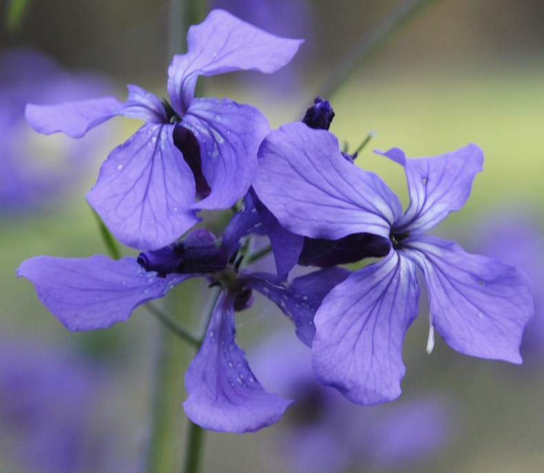 Изображение особи Lunaria annua.
