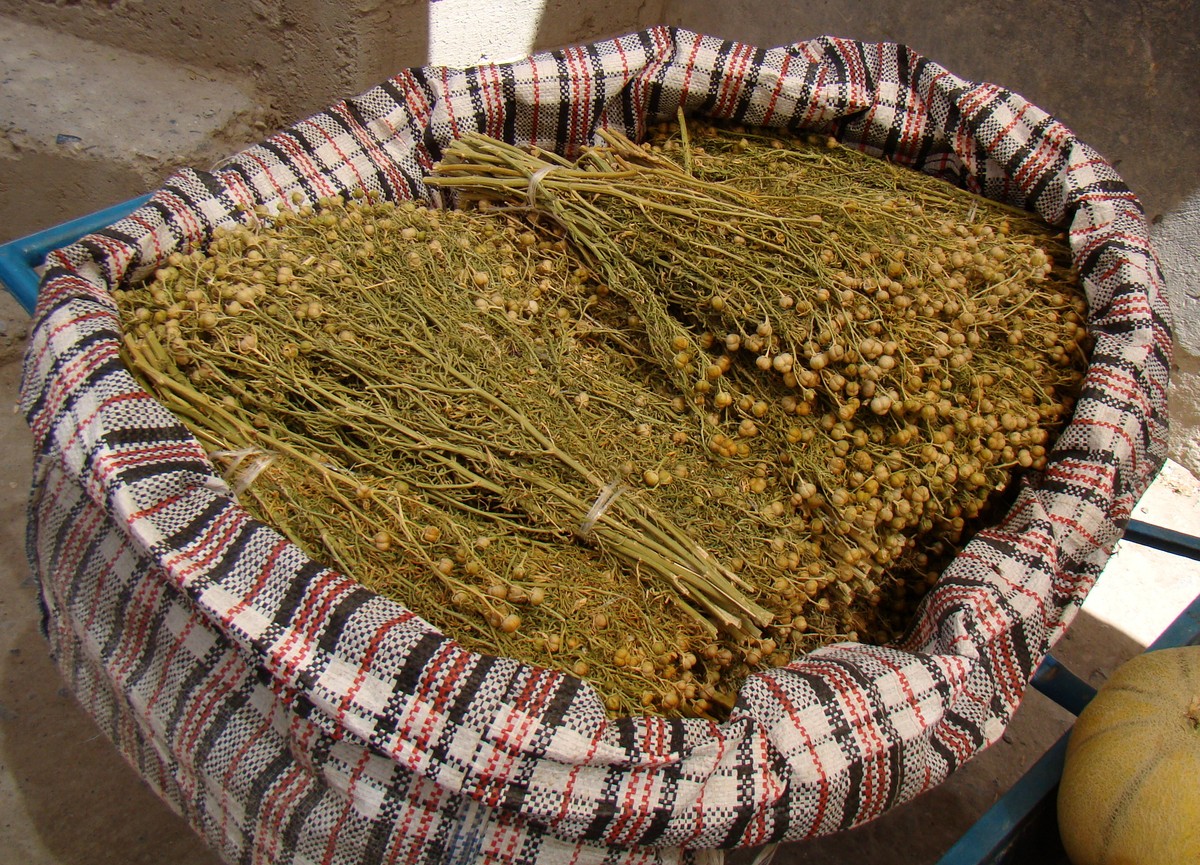 Image of Peganum harmala specimen.