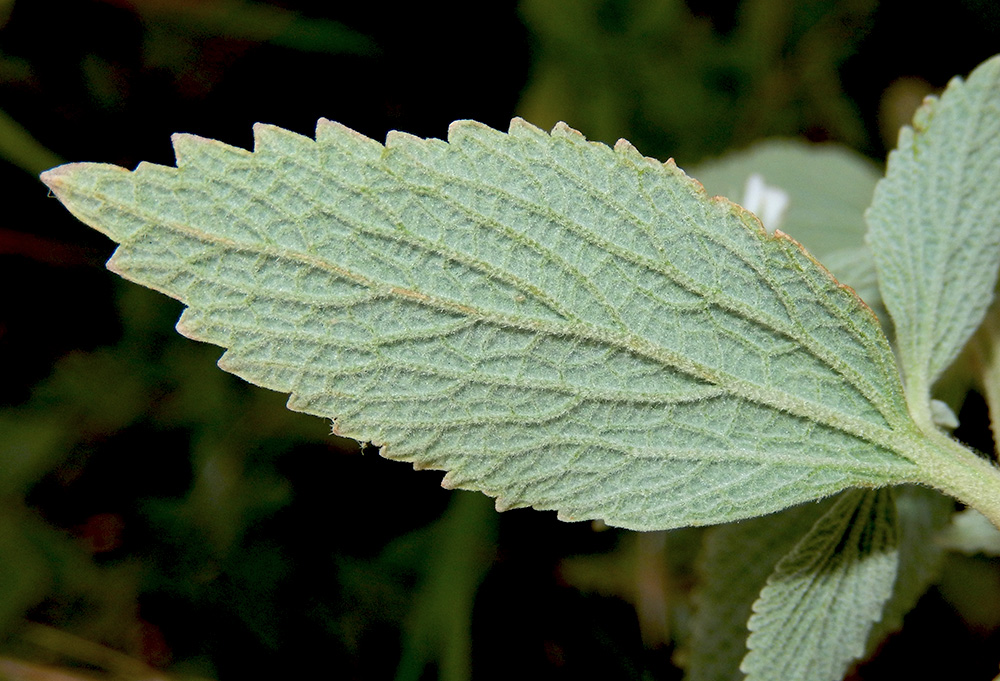 Image of Marrubium praecox specimen.