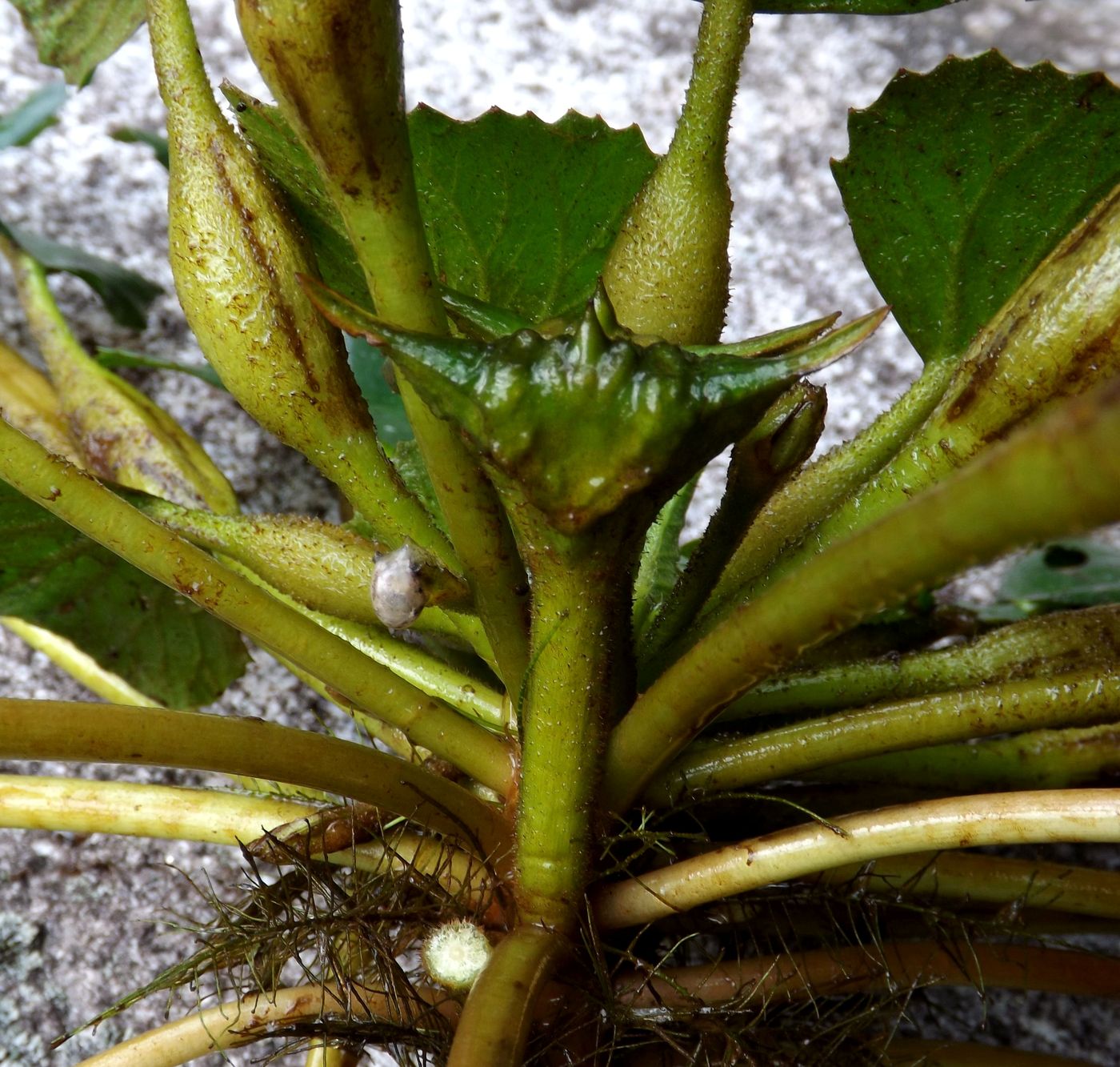 Image of Trapa bicornis specimen.