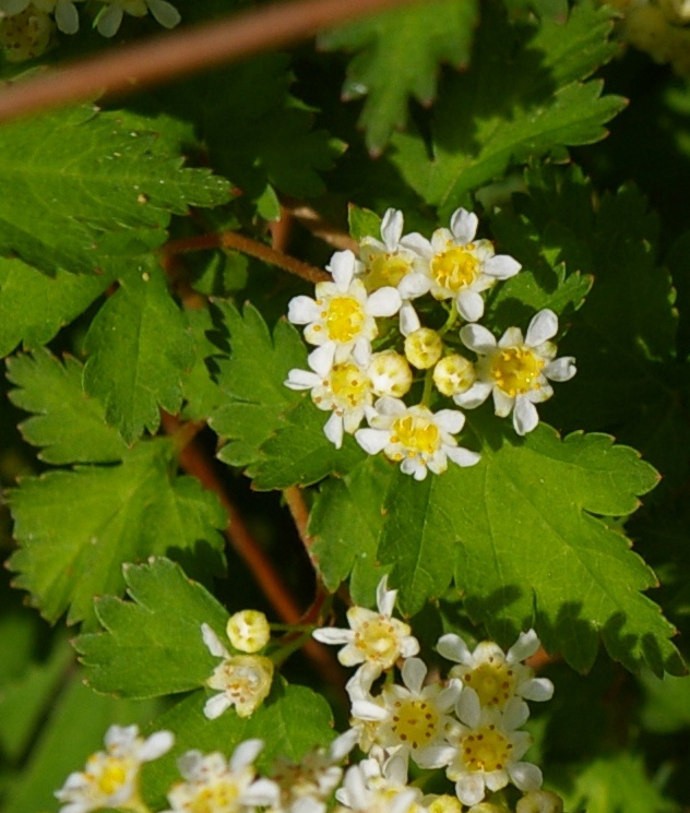 Image of Stephanandra incisa specimen.