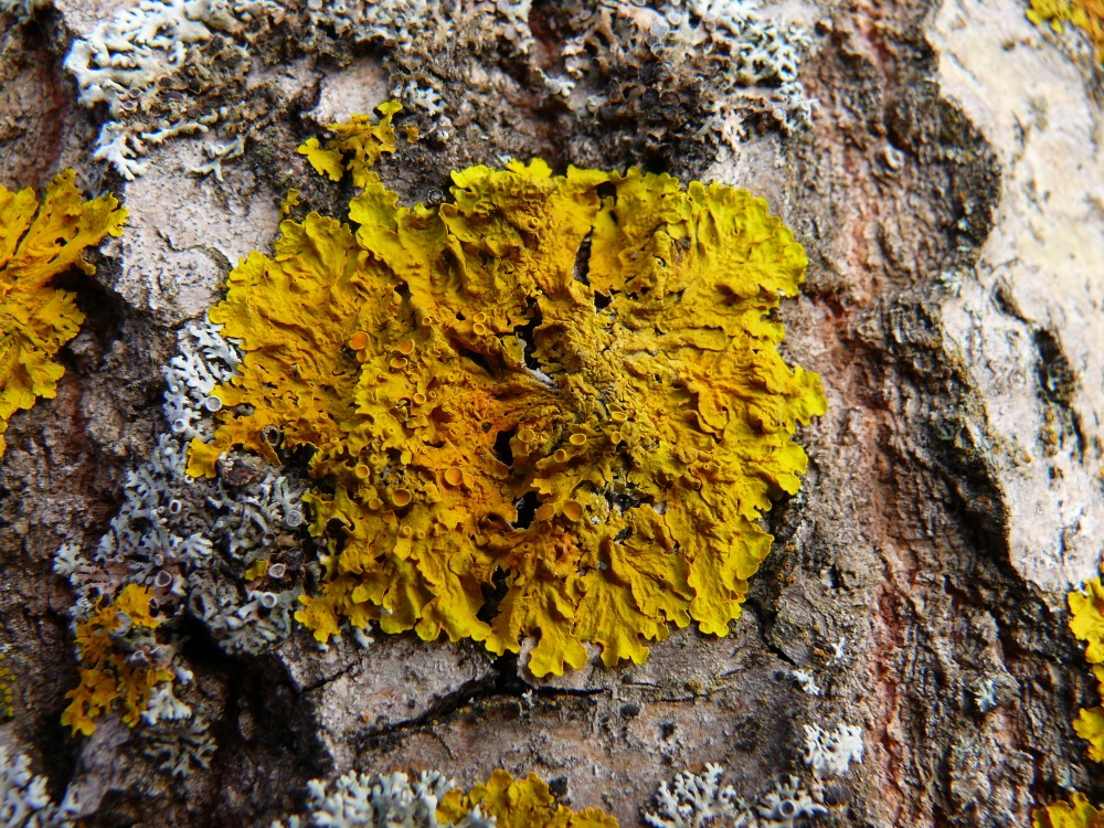 Image of Xanthoria parietina specimen.