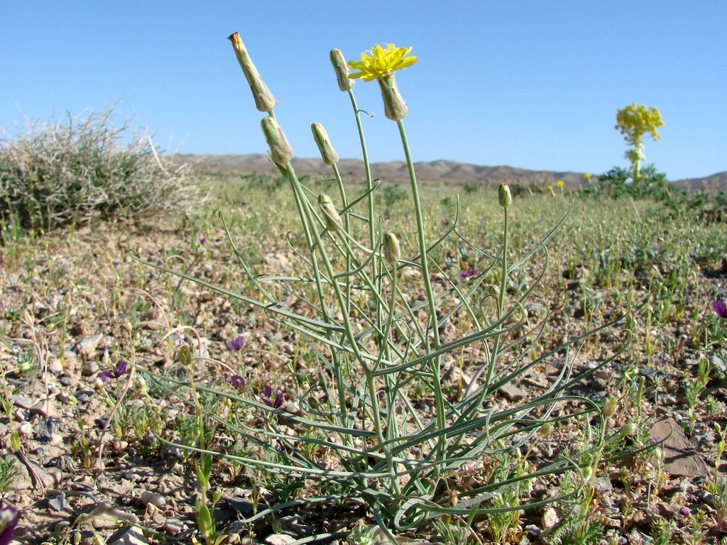 Image of Takhtajaniantha pusilla specimen.