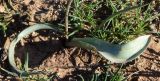 Tulipa bifloriformis