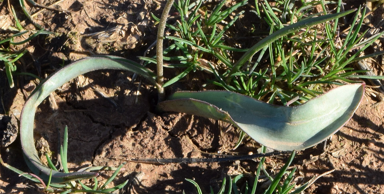 Image of Tulipa bifloriformis specimen.