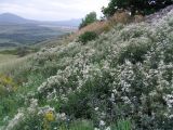 Clematis lathyrifolia