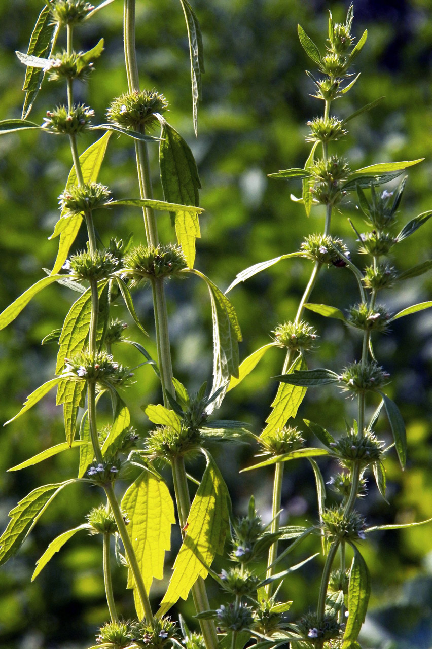 Изображение особи Chaiturus marrubiastrum.