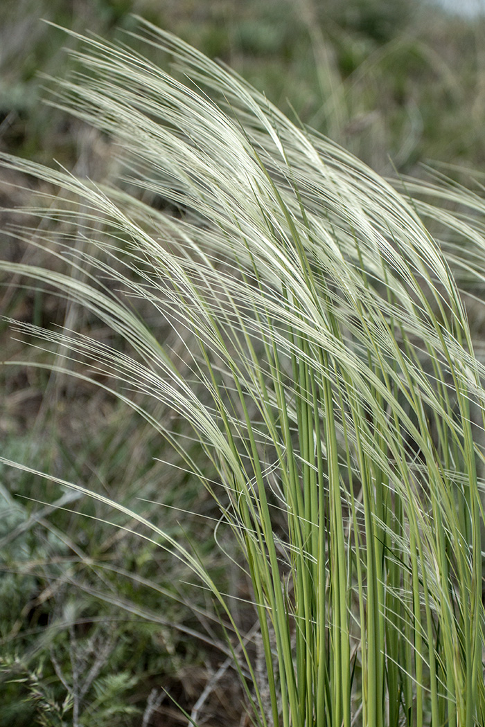 Изображение особи род Stipa.