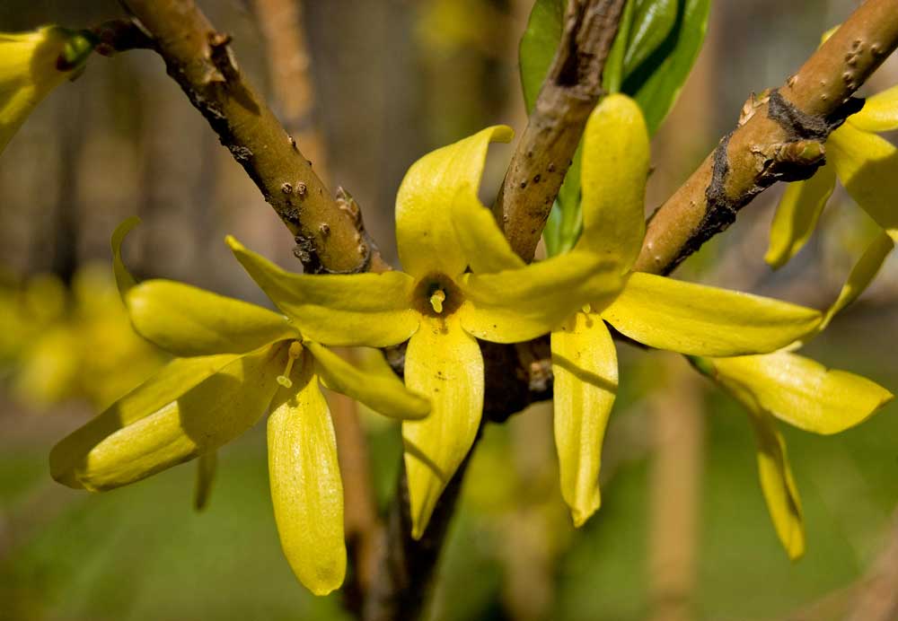 Изображение особи род Forsythia.