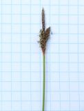 Carex ericetorum